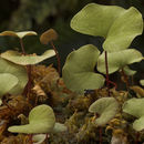 Sivun Utricularia reniformis A. St. Hil. kuva