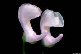 Image of lavender bladderwort