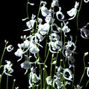 Image de Utricularia sandersonii Oliv.