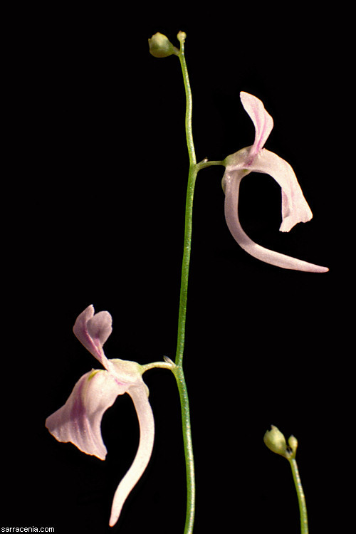 Image of Utricularia sandersonii Oliv.