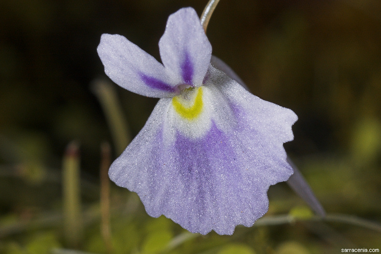 Image of Utricularia sandersonii Oliv.