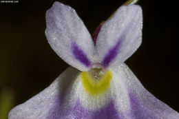 Image of Utricularia sandersonii Oliv.