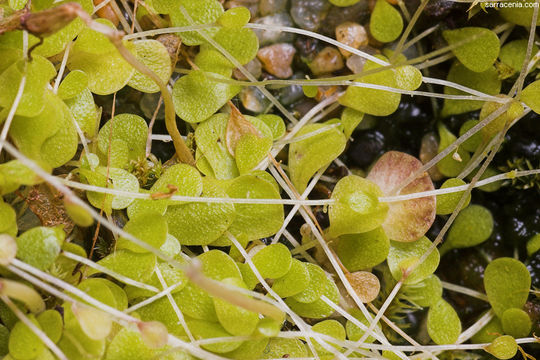 Image of Utricularia sandersonii Oliv.