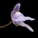 Sivun Utricularia tridentata Sylven kuva