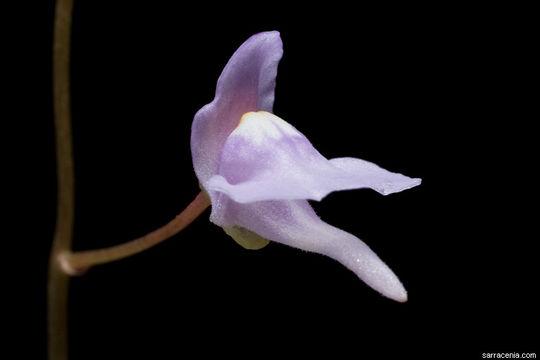 Utricularia tridentata Sylven resmi