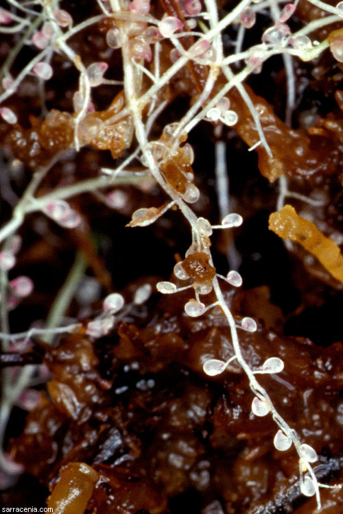 Image of Utricularia triloba Benj.
