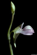 Image of bladderwort