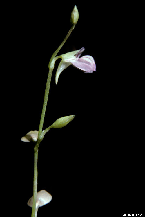 Image of bladderwort