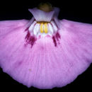 Image of Utricularia uniflora R. Br.