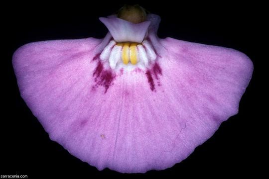 Image de Utricularia uniflora R. Br.