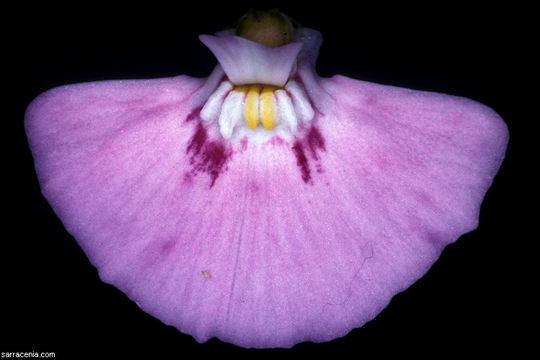 Imagem de Utricularia uniflora R. Br.