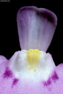 Image of Utricularia uniflora R. Br.