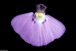 Image of Utricularia uniflora R. Br.