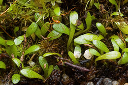 Image of Utricularia warburgii Goebel