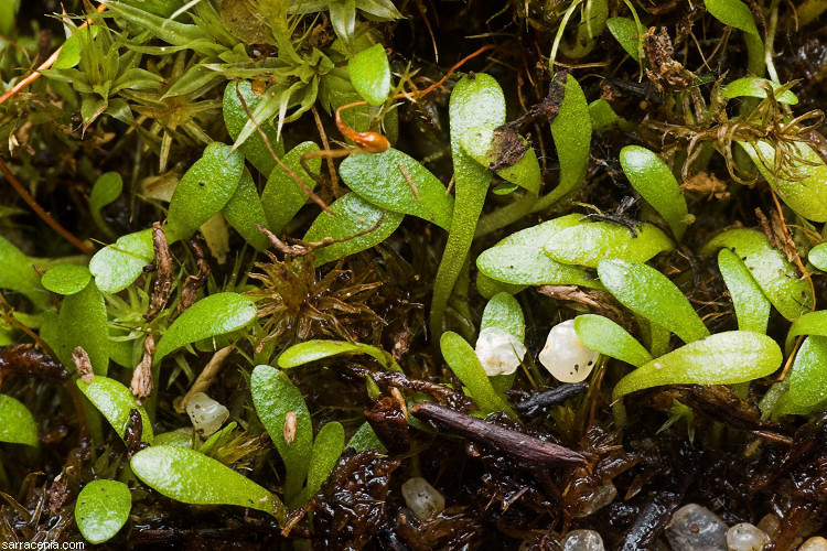 Image of Utricularia warburgii Goebel