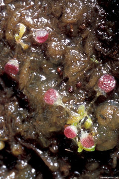 Image of Utricularia westonii P. Taylor