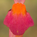 Image de Utricularia menziesii R. Br.