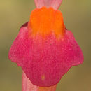 Utricularia menziesii R. Br. resmi