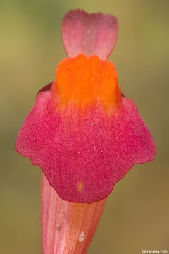 Image de Utricularia menziesii R. Br.