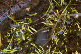 Image of bladderwort