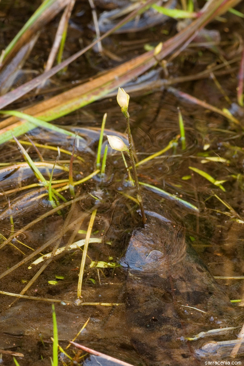 Image of bladderwort