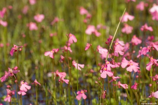 Image de Utricularia multifida R. Br.