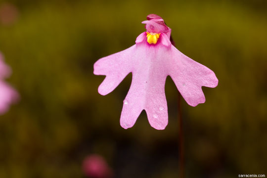 Image de Utricularia multifida R. Br.