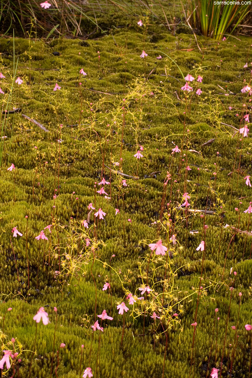 Image of Utricularia multifida R. Br.
