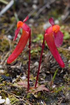 Image of Utricularia menziesii R. Br.