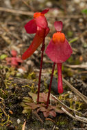 Image of Utricularia menziesii R. Br.