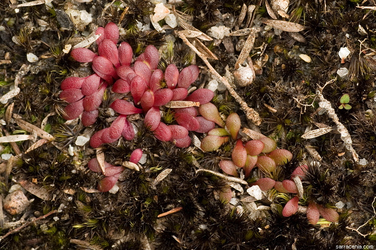 Image of Utricularia menziesii R. Br.