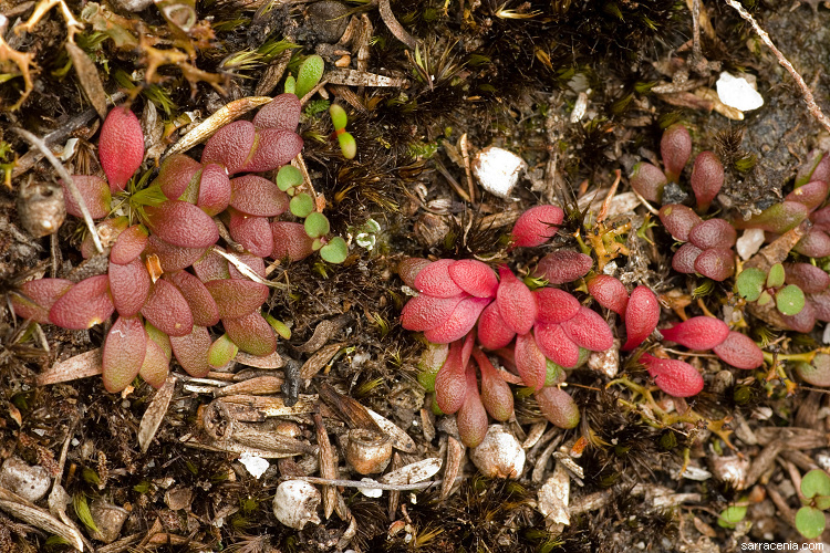 Image of Utricularia menziesii R. Br.