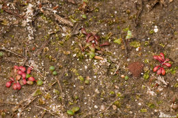 Image of Utricularia menziesii R. Br.