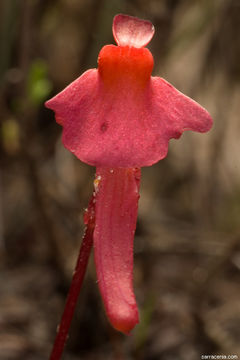 Image of Utricularia menziesii R. Br.