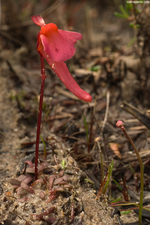 Image of Utricularia menziesii R. Br.