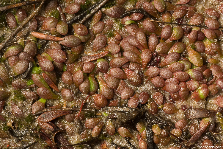 Image of Utricularia menziesii R. Br.