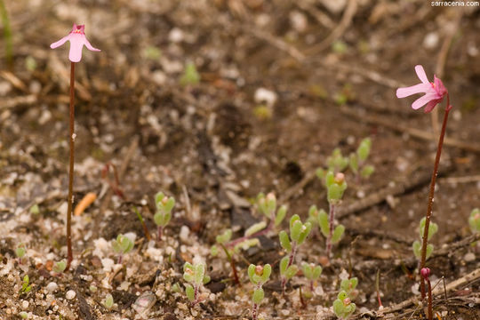 Sivun Utricularia tenella R. Br. kuva