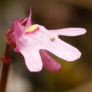 Sivun Utricularia tenella R. Br. kuva