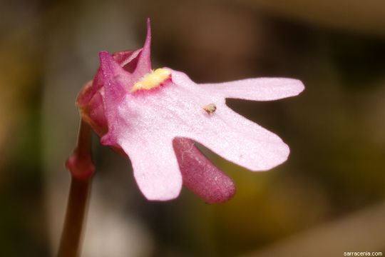 Sivun Utricularia tenella R. Br. kuva