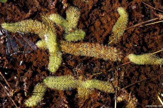 Image of flatleaf bladderwort