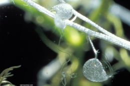 Image of Lesser Bladderwort