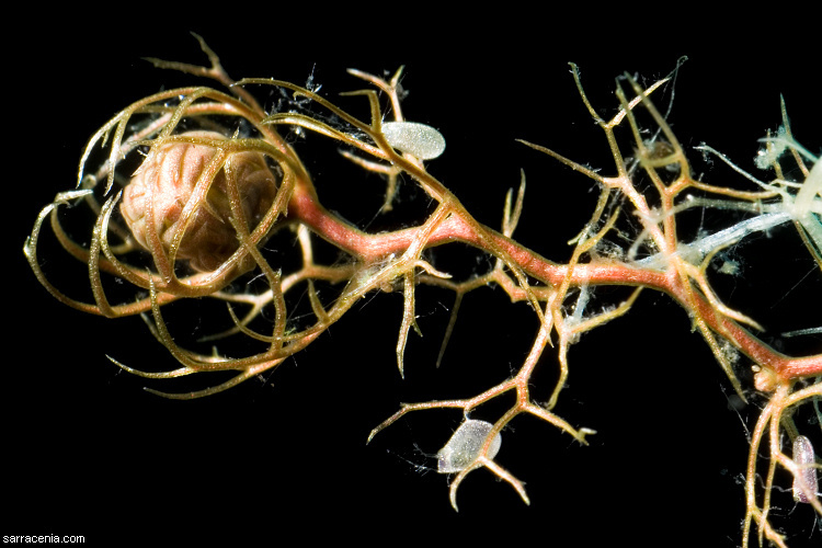 Image of Lesser Bladderwort