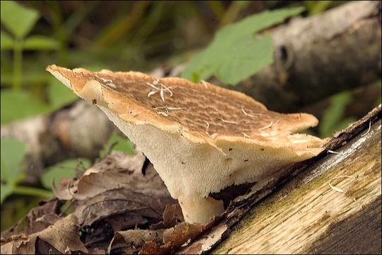 Image of Polyporus tuberaster (Jacq. ex Pers.) Fr. 1821