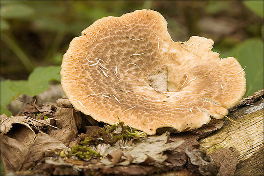 Image of Polyporus tuberaster (Jacq. ex Pers.) Fr. 1821