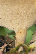 Polyporus tuberaster (Jacq. ex Pers.) Fr. 1821 resmi