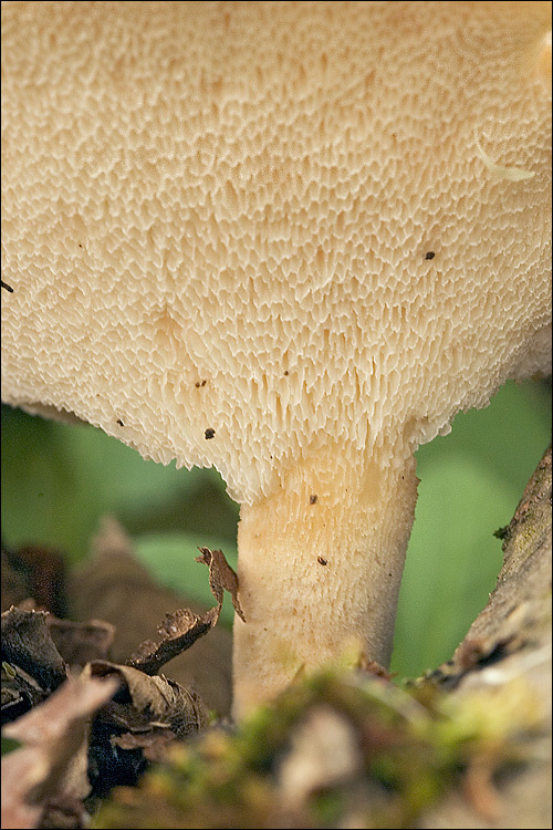 Polyporus tuberaster (Jacq. ex Pers.) Fr. 1821 resmi