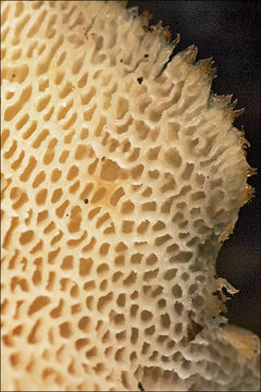 صورة Polyporus tuberaster (Jacq. ex Pers.) Fr. 1821