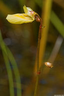 Plancia ëd Utricularia minor L.