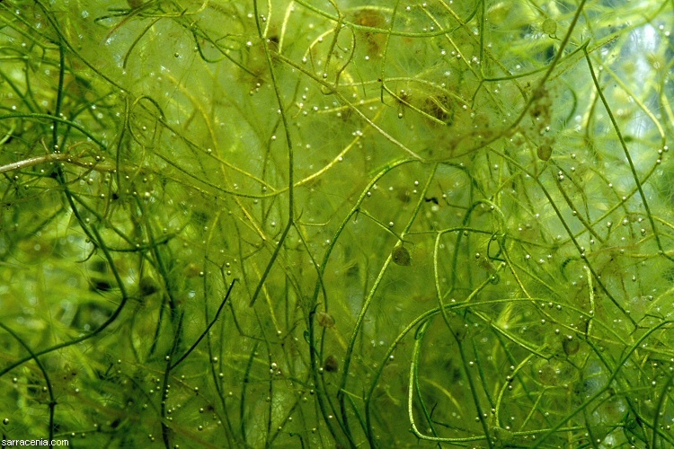 Image of Humped Bladderwort