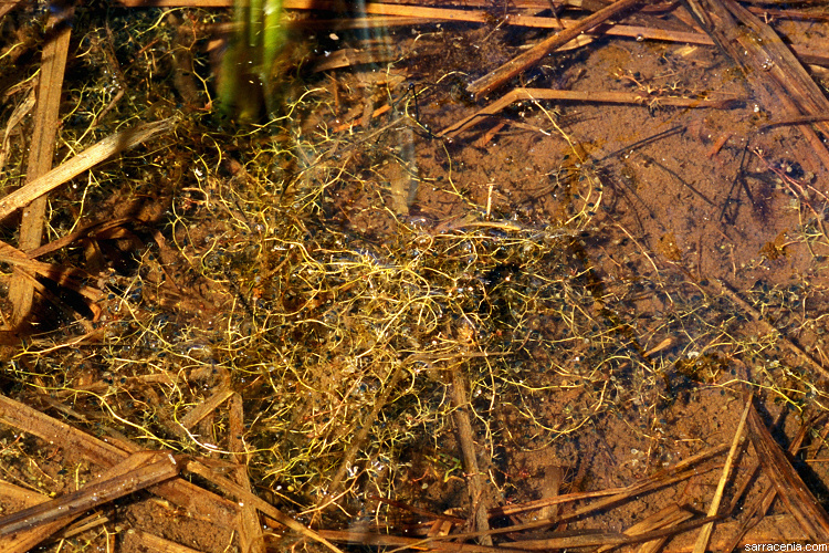 Image of Lesser Bladderwort